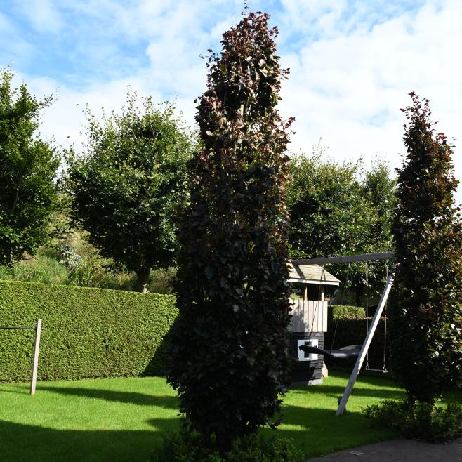 Rode zuilbeuken langs de oprit